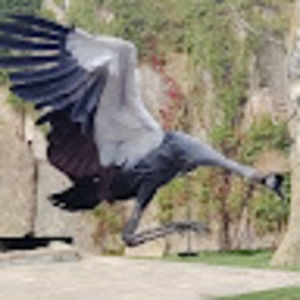 Meet your Posher, Kingbird29